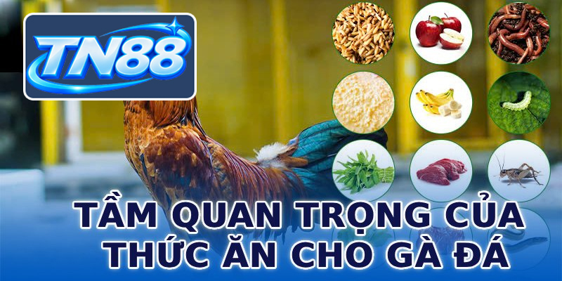 Tầm quan trọng của thức ăn cho gà đá