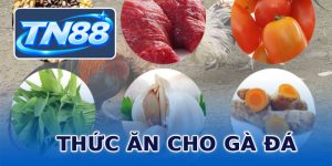 Thức Ăn Cho Gà Đá Chuẩn ⭐️ Giúp Chiến Kê Dai Sức, Lì Đòn