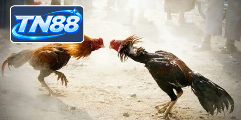 Chiến thuật và lý do nên trải nghiệm đá gà Tn88