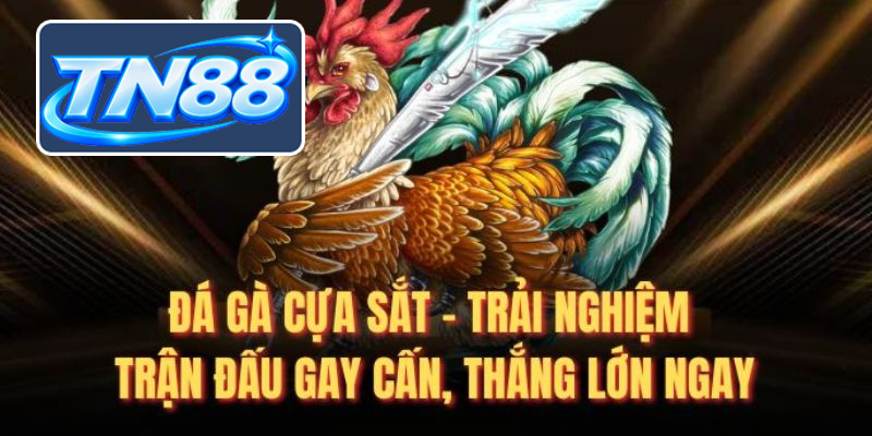 Giới thiệu đá gà Tn88