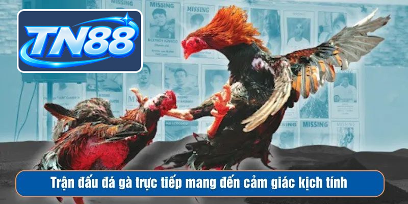 Luật chơi và ưu điểm đá gà Tn88